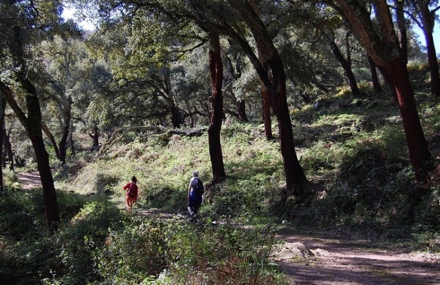 Atravesando el bosque